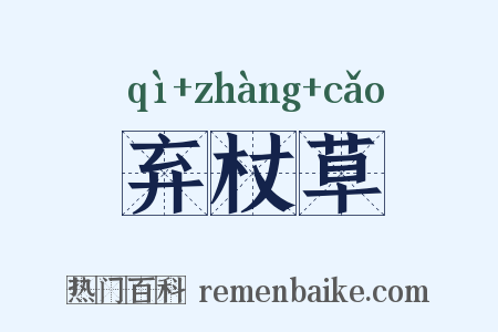弃杖草是什么意思的图片